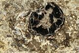 Polished Fossil Stromatolite Colony on Petrified Wood - Utah #365909-1